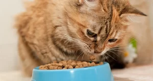 Fresh Pet Cat Food: A Healthy Diet for Happier Cats