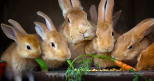 The Ultimate Guide to Rabbit Food