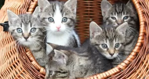 how long are cats pregnant