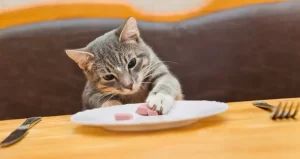 Homemade Cat Food Recipes: A Guide to Healthy and Happy Cats