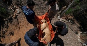 Tigers and Elephants Escape Cartel Violence in Mexico's Sinaloa